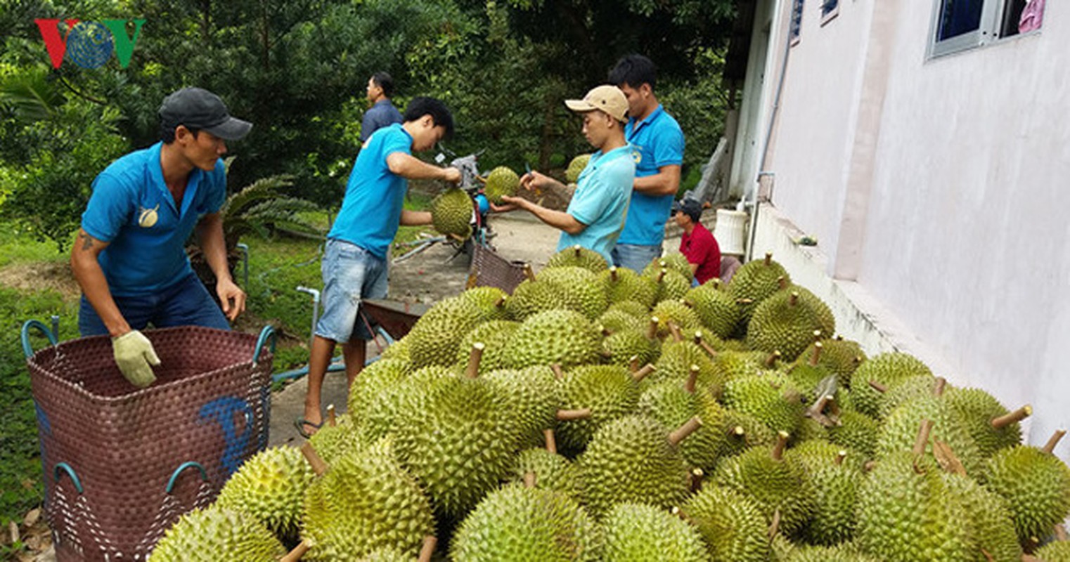 Ngam thu phu sau rieng tat bat vao mua thu hoach-Hinh-5